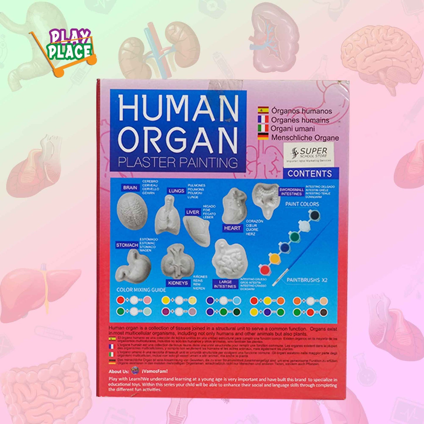 Human Organs Plaster Painting DIY Kit